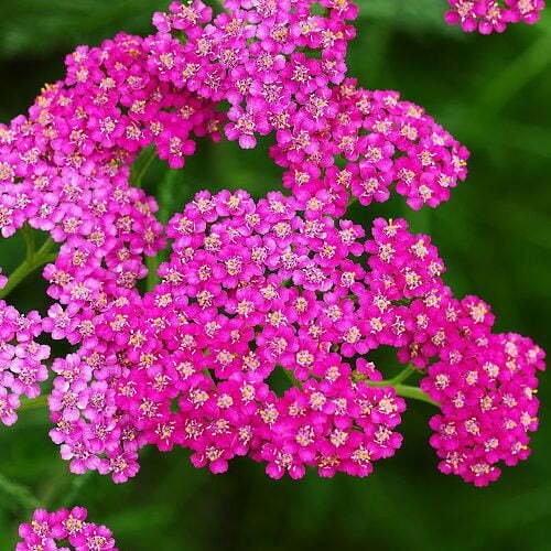 Achillée Millefeuille Cerise Queen