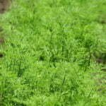 Aneth Officinale