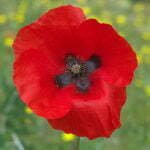 Coquelicot