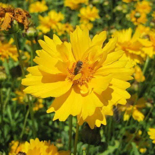 Coreopsis jaune