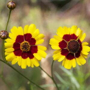 Coreopsis Elegant