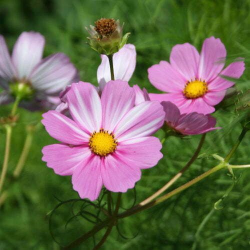 Cosmos Sensation en mélange - La Graine Libre