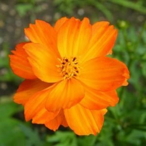 Cosmos Sulfureux Orange