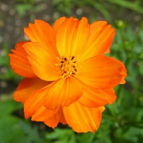 Cosmos Sulfureux Orange - La Graine Libre