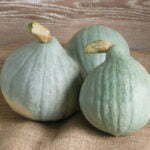 Courge Blue Hubbard