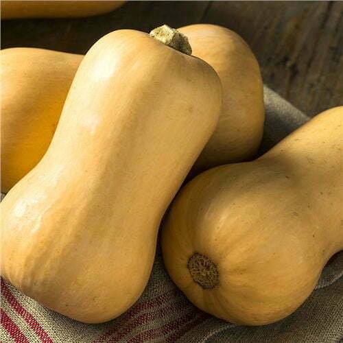 Courge Butternut