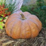 Courge Musade de Provence