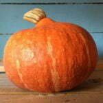 Courge Potimarron Red Kuri Fictor