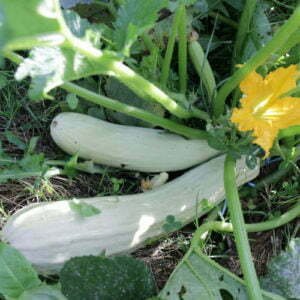 Courgette Blanche de Virginie