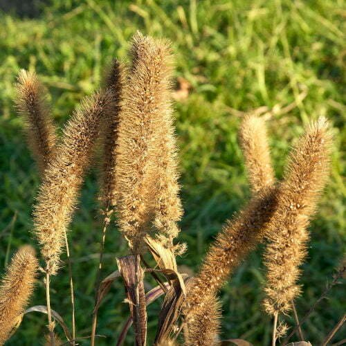 Millet des Oiseaux Empire