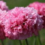 Pavot Rose Somnifère