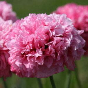 Pavot Rose Somnifère