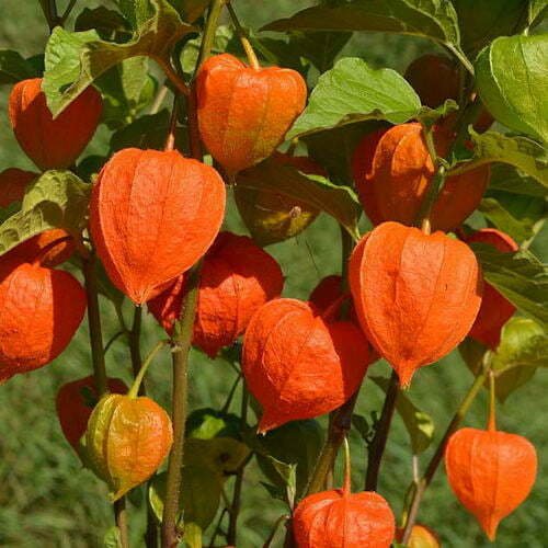 Physalis Franchetti