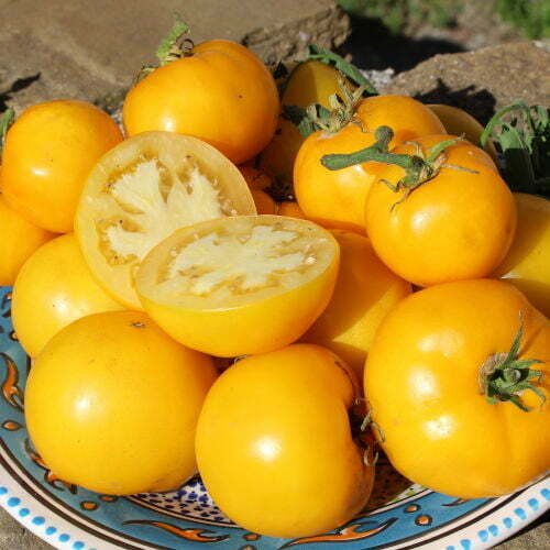 Tomate Golden Jubilée