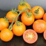 Tomate Abricot de Sougraigne