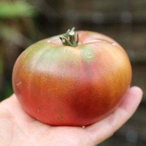 Tomate Amazon Chocolate