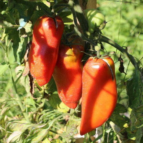 Tomate Andine Cornue