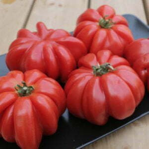 Tomate Beauty Lottringa