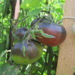 Tomate Black Beauty