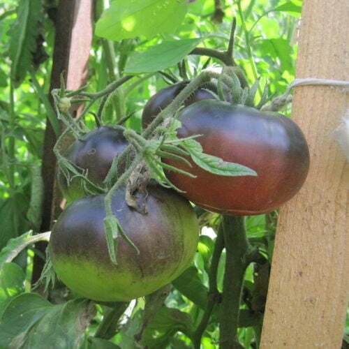 Tomate Black Beauty