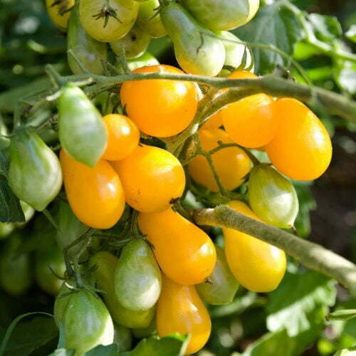 Tomate Cerise Poire Jaune Ildi