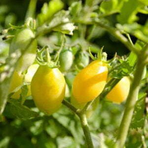 Tomate Cerise Barry's Crazy Cherry