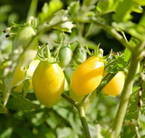 Tomate Cerise Barry's Crazy Cherry