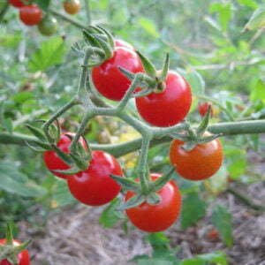 Tomate Cerise Groseille Mystère