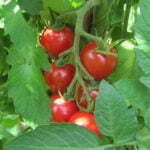 Tomate Cerise Montplaisir