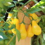 Tomate Cerise Poire Jaune