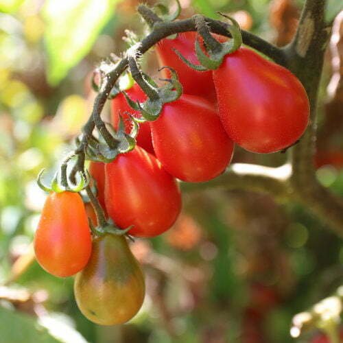 Tomate Cerise Poire Rouge