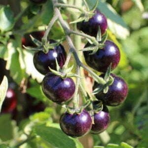 Tomate Cerise Purple Dragon