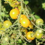 Tomate Cerise Quartz Multiflora Jaune