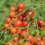 Tomate Cerise Quartz Multiflora Rose