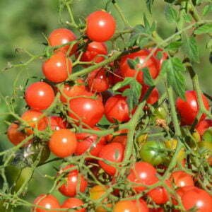 Tomate Cerise Quartz Multiflora Rose