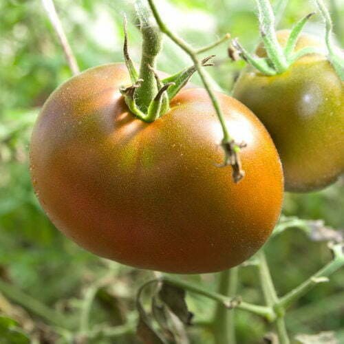 Tomate Cherokee Chocolate