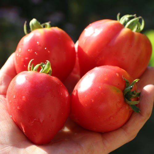 Tomate Cœur de Bœuf Sweet Heart - La Graine Libre