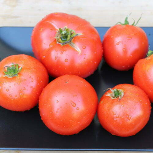 Tomate Géante d'Orenbourg