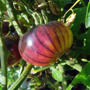 Tomate Indigo Wolverine