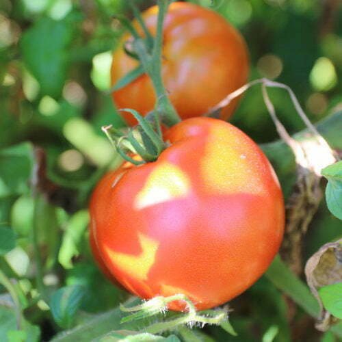 Tomate Joie de la Table