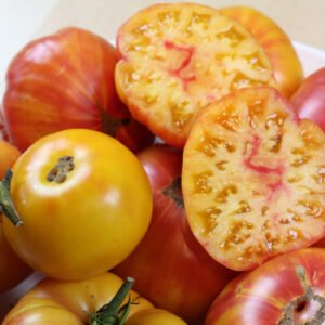 Tomate Northern Lights