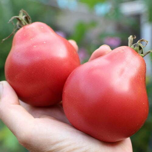 Tomate Odessa Plum