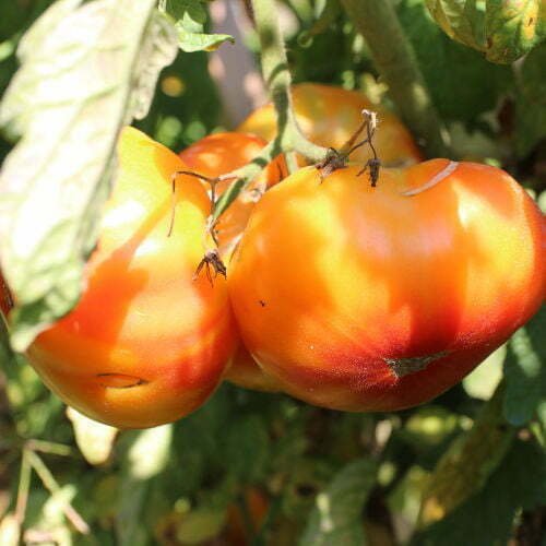 Tomate Pamplemousse du Grand-Père