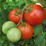 Tomate Saint Pierre