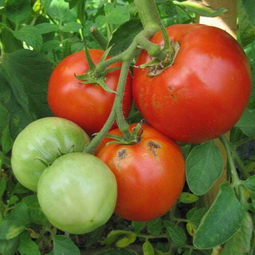 Tomate Saint Pierre