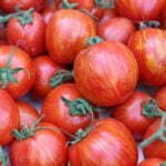 Tomate Tigarella Bicolore