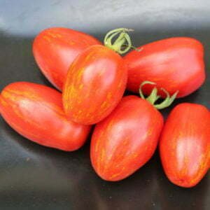 Tomate Tonnelet