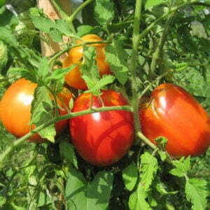 Tomate Cœur de Bœuf de Jerusalem