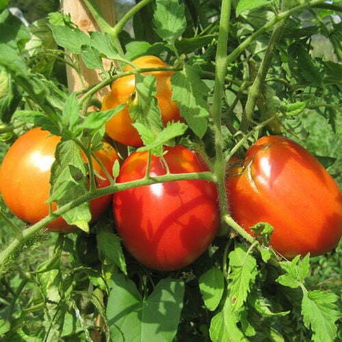 Tomate Cœur de Bœuf de Jerusalem