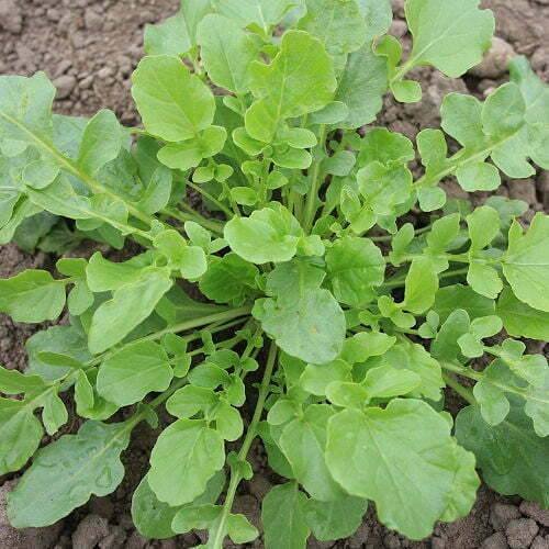 Cresson d'hiver Herbe de Sainte-Barbe